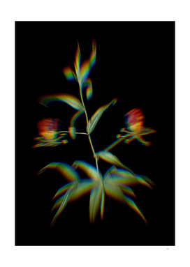 Prism Shift Flame Lily Botanical Illustration on Black