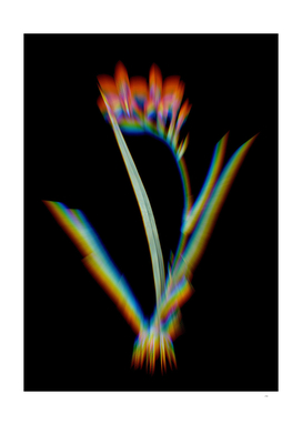 Prism Shift Gladiolus Cardinalis Botanical Illustration