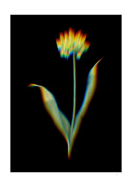 Prism Shift Golden Garlic Botanical Illustration
