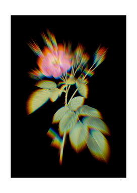 Prism Shift Harsh Downy Rose Botanical Illustration