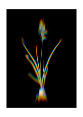 Prism Shift Hyacinthus Viridis Botanical Illustration