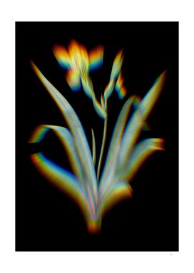 Prism Shift Hungarian Iris Botanical Illustration