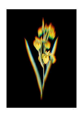 Prism Shift Irises Botanical Illustration on Black