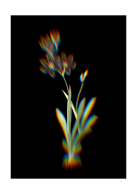 Prism Shift Ixia Grandiflora Botanical Illustration