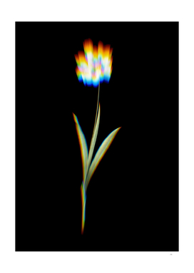 Prism Shift Ixia Maculata Botanical Illustration