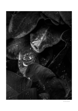 closeup tropical plant leaves texture in black and white