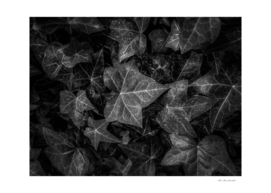 closeup ivy leaves texture background in black and white