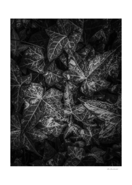 ivy leaves plant texture background in black and white