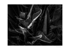 bird of paradise leaves texture in black and white