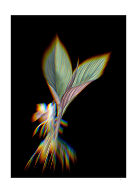 Prism Shift Koemferia Longa Botanical Illustration