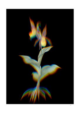 Prism Shift Lady's Slipper Orchid Botanical Illustration