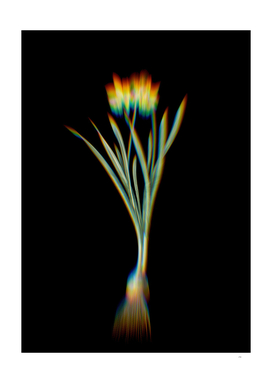 Prism Shift Lesser Wild Daffodil Botanical Illustration
