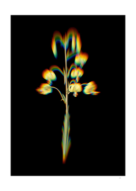 Prism Shift Lilium Pyrenaicum Botanical Illustration