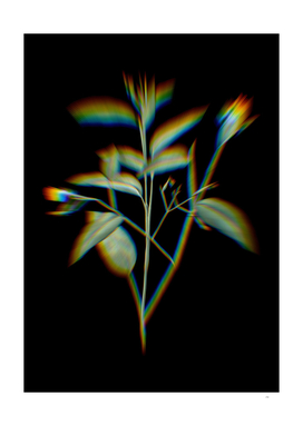 Prism Shift Maranta Arundinacea Botanical Illustration