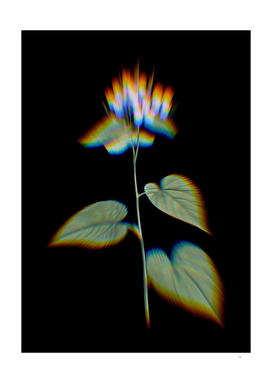 Prism Shift Morning Glory Flower Botanical Illustration