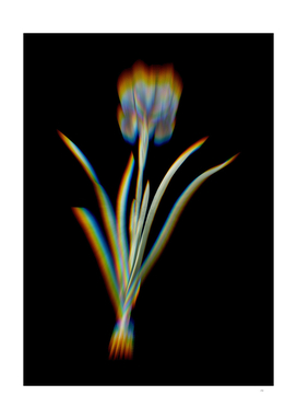 Prism Shift Mourning Iris Botanical Illustration on Black