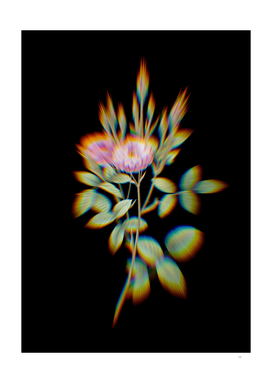 Prism Shift Mossy Pompon Rose Botanical Illustration
