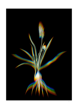 Prism Shift Muscari Ambrosiacum Botanical Illustration