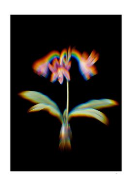 Prism Shift Netted Veined Amaryllis Botanical Illustration