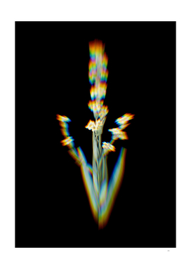 Prism Shift Pale Yellow Eyed Grass Botanical Illustration