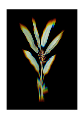 Prism Shift Parrot Heliconia Botanical Illustration