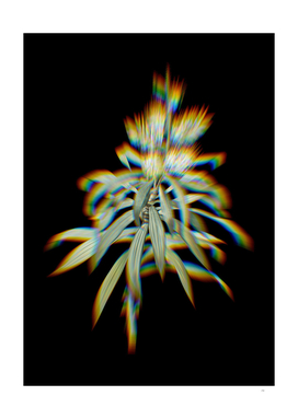 Prism Shift Pleomele Botanical Illustration on Black