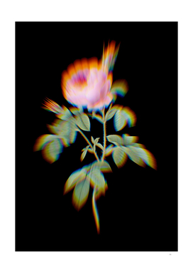 Prism Shift Provence Rose Bloom Botanical Illustration