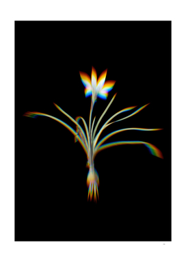 Prism Shift Rain Lily Botanical Illustration on Black
