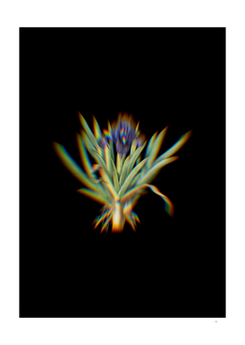 Prism Shift Pygmy Iris Botanical Illustration on Black