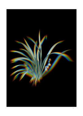 Prism Shift Sansevieria Carnea Botanical Illustration