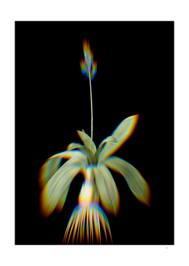 Prism Shift Scilla Lilio Hyacinthus Botanical Illustration