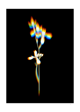 Prism Shift Siberian Iris Botanical Illustration