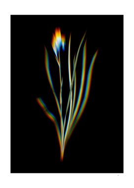 Prism Shift Siberian Iris Botanical Illustration on Black