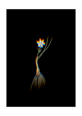 Prism Shift Snowdon Lily Botanical Illustration on Black
