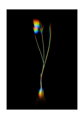 Prism Shift Snowbell Botanical Illustration on Black