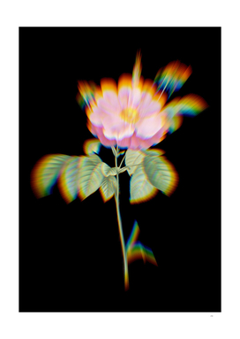 Prism Shift Speckled Provins Rose Botanical Illustration