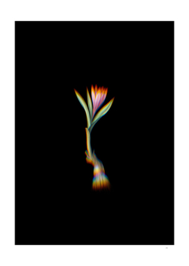 Prism Shift Spring Meadow Saffron Botanical Illustration