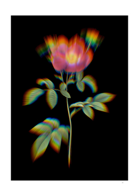 Prism Shift Stapelia Rose Bloom Botanical Illustration