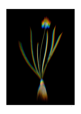 Prism Shift Spring Squill Botanical Illustration on Black