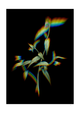 Prism Shift Tagblume Botanical Illustration on Black