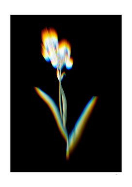 Prism Shift Tall Bearded Iris Botanical Illustration