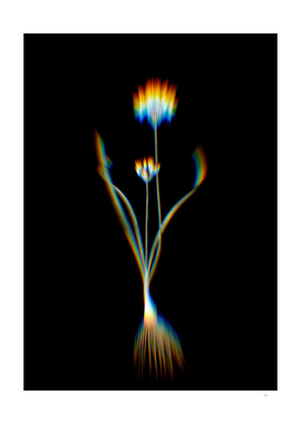 Prism Shift Three-Cornered Leek Botanical Illustration