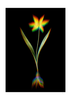 Prism Shift Tulipa Celsiana Botanical Illustration