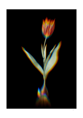 Prism Shift Tulip Botanical Illustration on Black