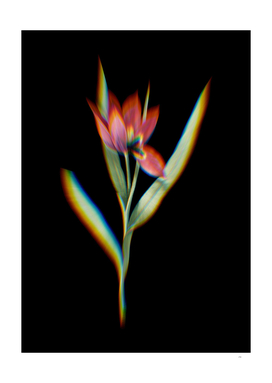 Prism Shift Tulipa Oculus Colis Botanical Illustration