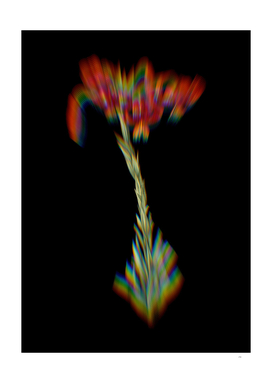 Prism Shift Vintage Lily Botanical Illustration on Black
