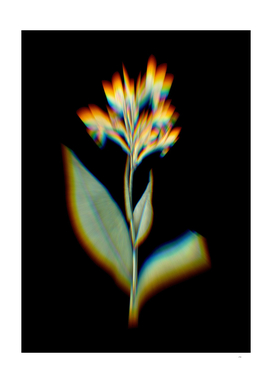 Prism Shift Water Canna Botanical Illustration