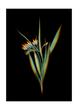 Prism Shift White Baboon-Root Botanical Illustration
