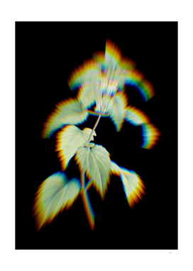 Prism Shift White Dead Nettle Plant Botanical Illustr