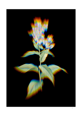 Prism Shift White Gillyflower Bloom Botanical Illustr